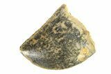 Serrated, Baby Carcharodontosaurus Tooth - Morocco #276005-1